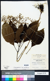 Collinsonia canadensis image