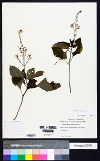 Collinsonia canadensis image