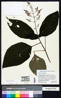 Collinsonia canadensis image