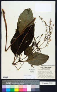 Collinsonia canadensis image