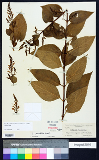 Collinsonia canadensis image