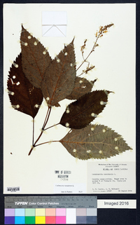 Collinsonia canadensis image