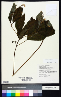 Collinsonia canadensis image