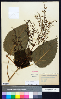 Collinsonia canadensis image