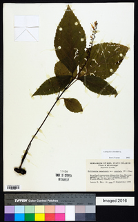 Collinsonia canadensis image