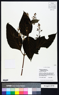 Collinsonia canadensis image