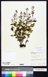 Collinsonia canadensis image