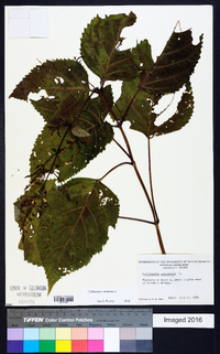 Collinsonia canadensis image