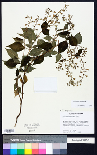 Collinsonia canadensis image