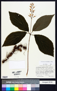 Collinsonia verticillata image