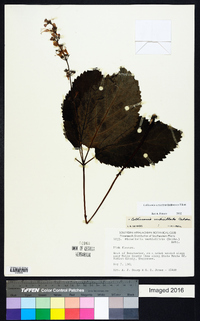 Collinsonia verticillata image