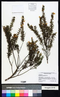 Conradina canescens image