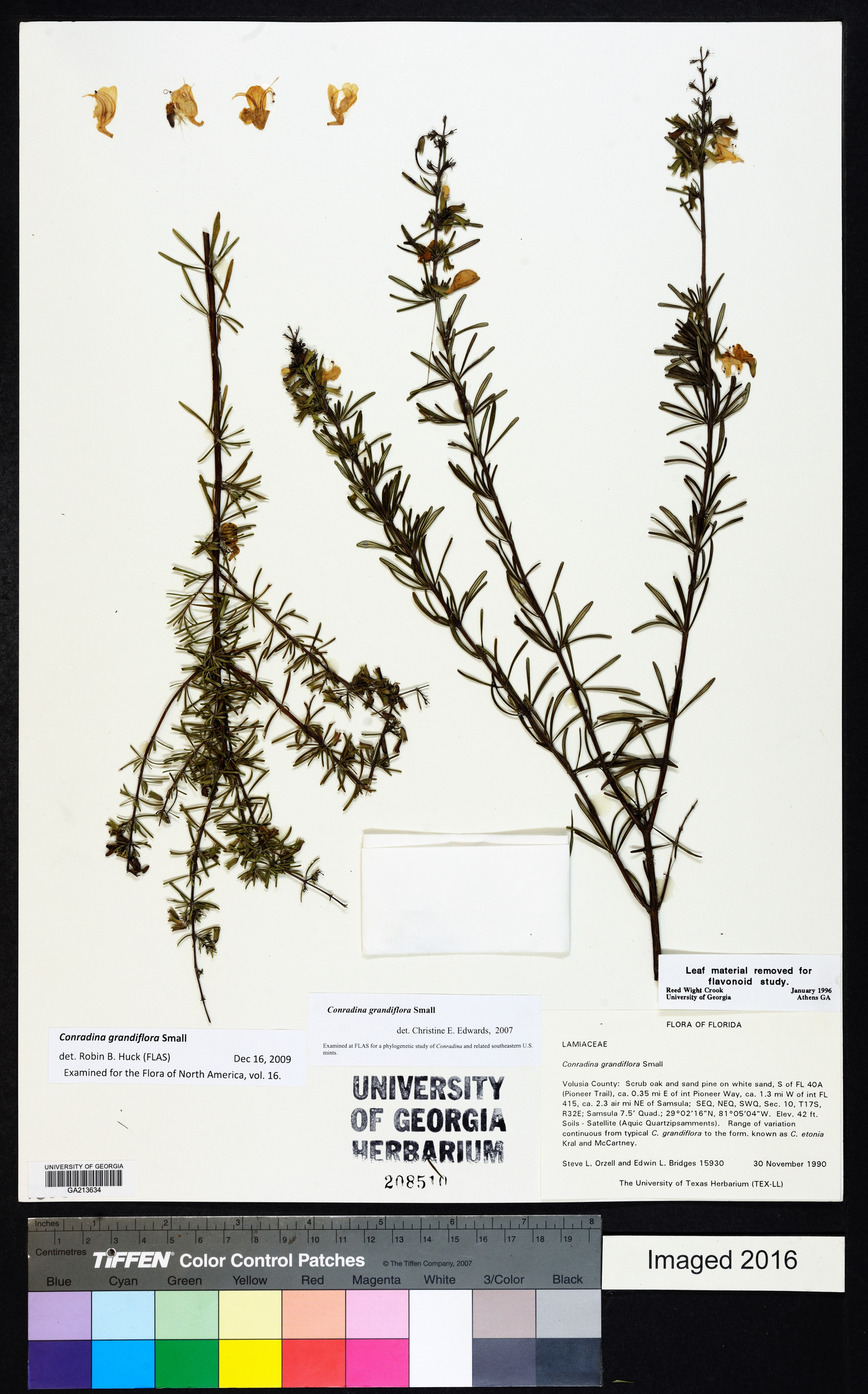 Conradina grandiflora image