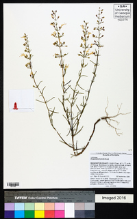 Dicerandra fumella image