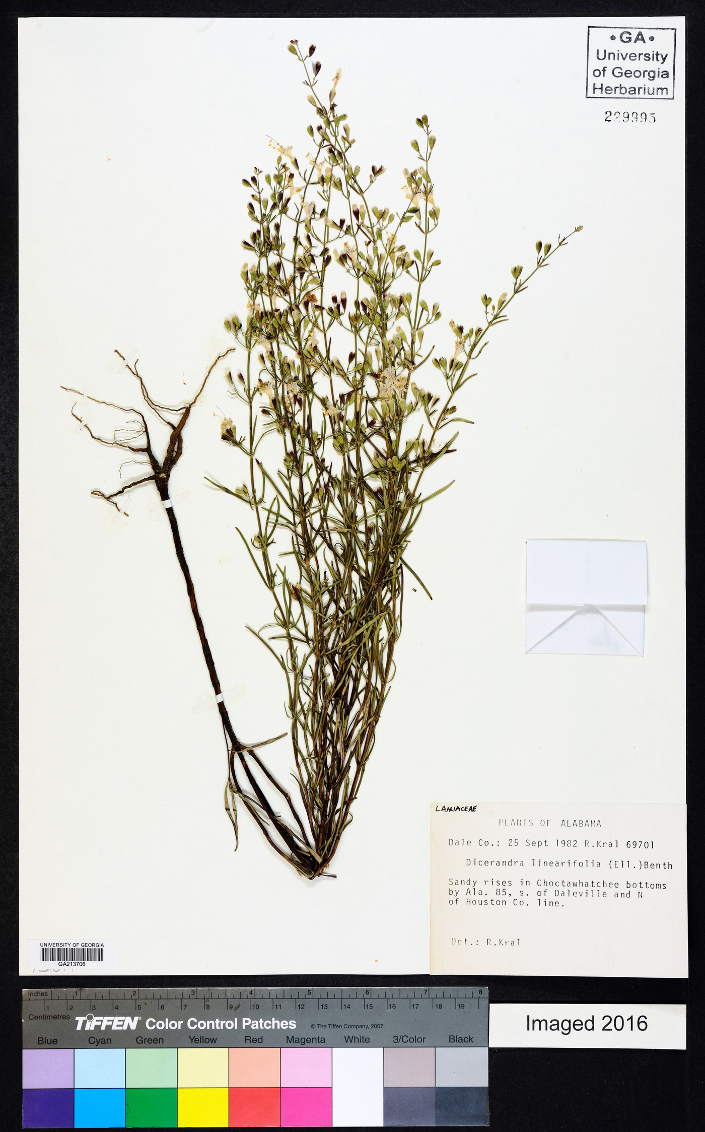 Dicerandra linearifolia image