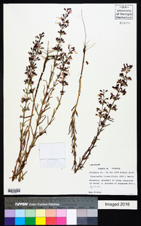 Dicerandra linearifolia image