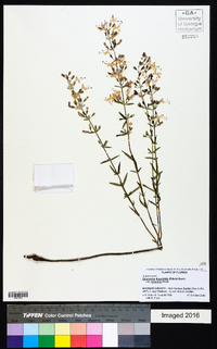Dicerandra linearifolia var. robustior image