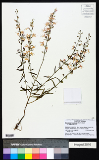 Dicerandra linearifolia var. robustior image