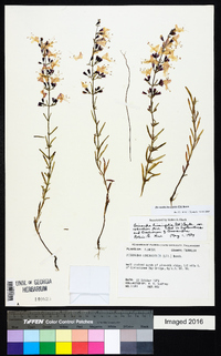 Dicerandra linearifolia image