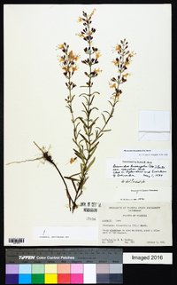 Dicerandra linearifolia image