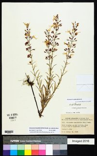 Dicerandra linearifolia image