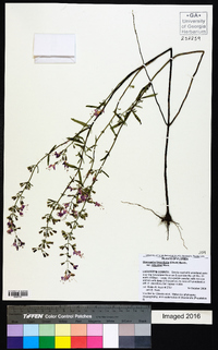 Dicerandra linearifolia var. robustior image