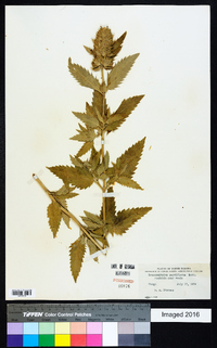 Dracocephalum parviflorum image