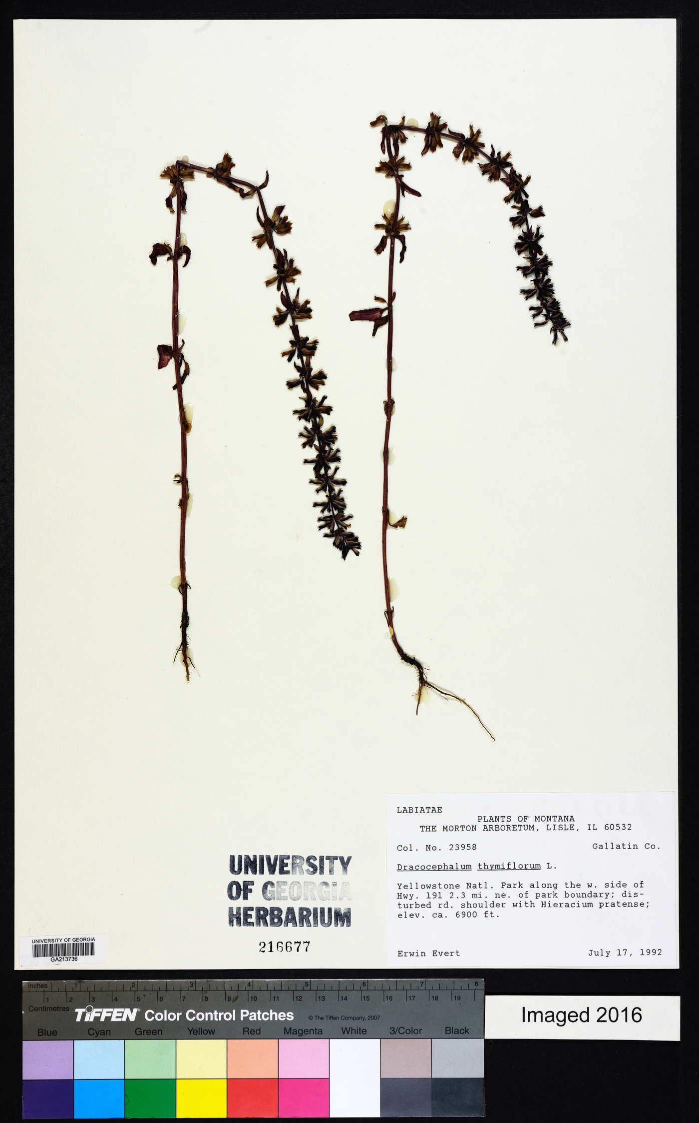 Dracocephalum thymiflorum image