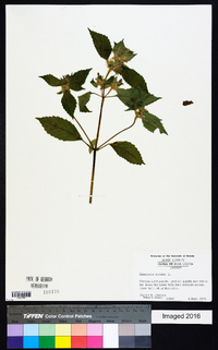 Galeopsis tetrahit image