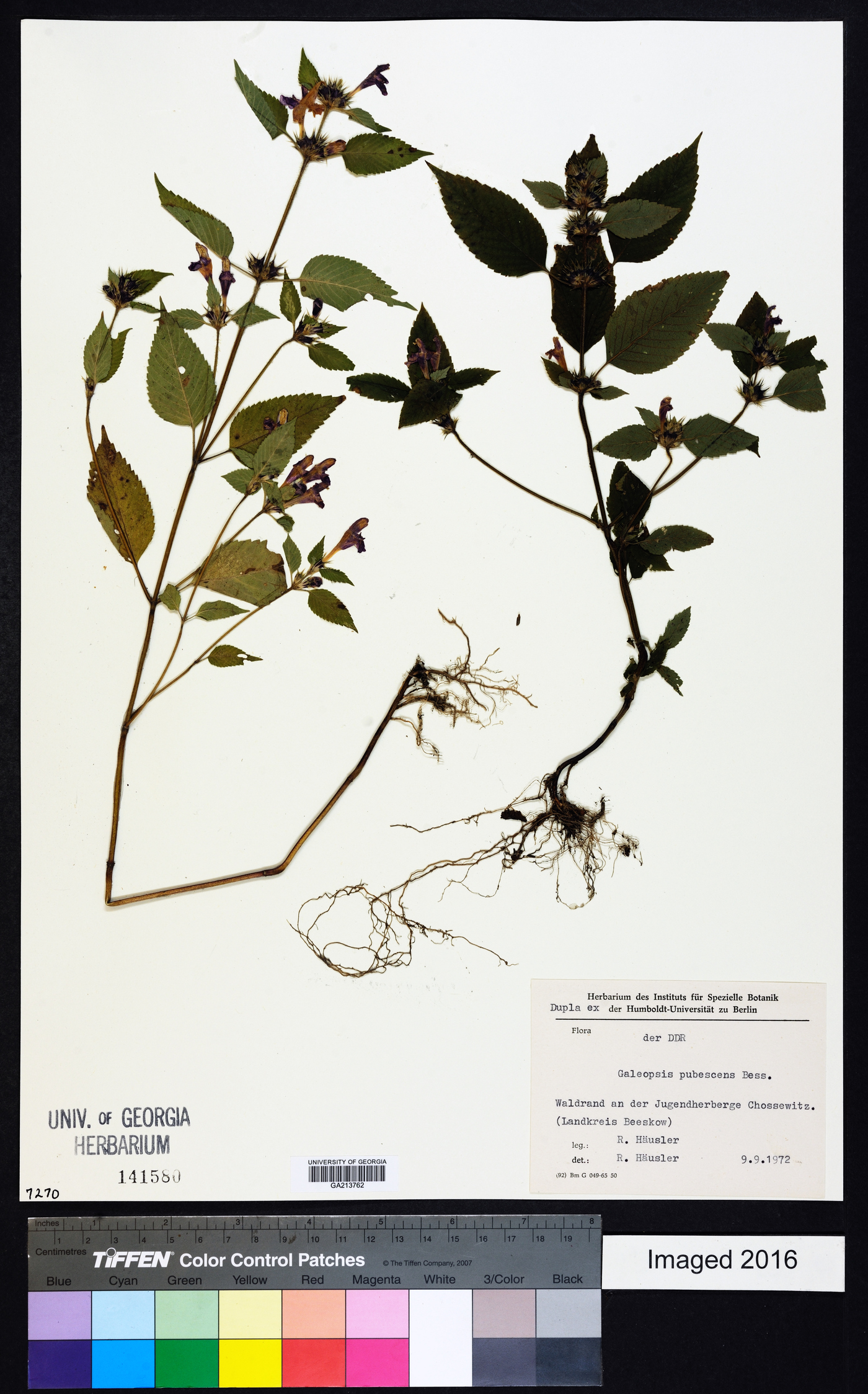 Galeopsis pubescens image