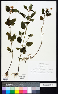 Galeopsis pubescens image