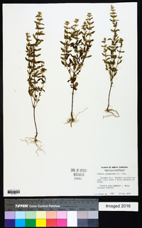 Hedeoma pulegioides image