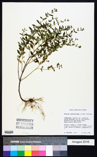 Hedeoma pulegioides image