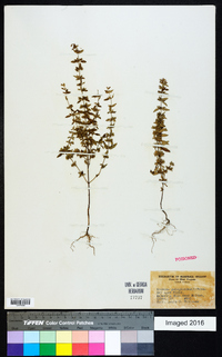 Hedeoma pulegioides image