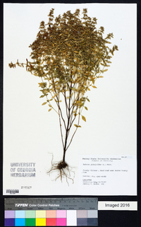 Hedeoma pulegioides image