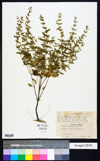 Hedeoma pulegioides image