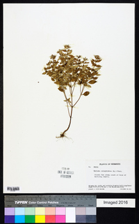 Hedeoma pulegioides image