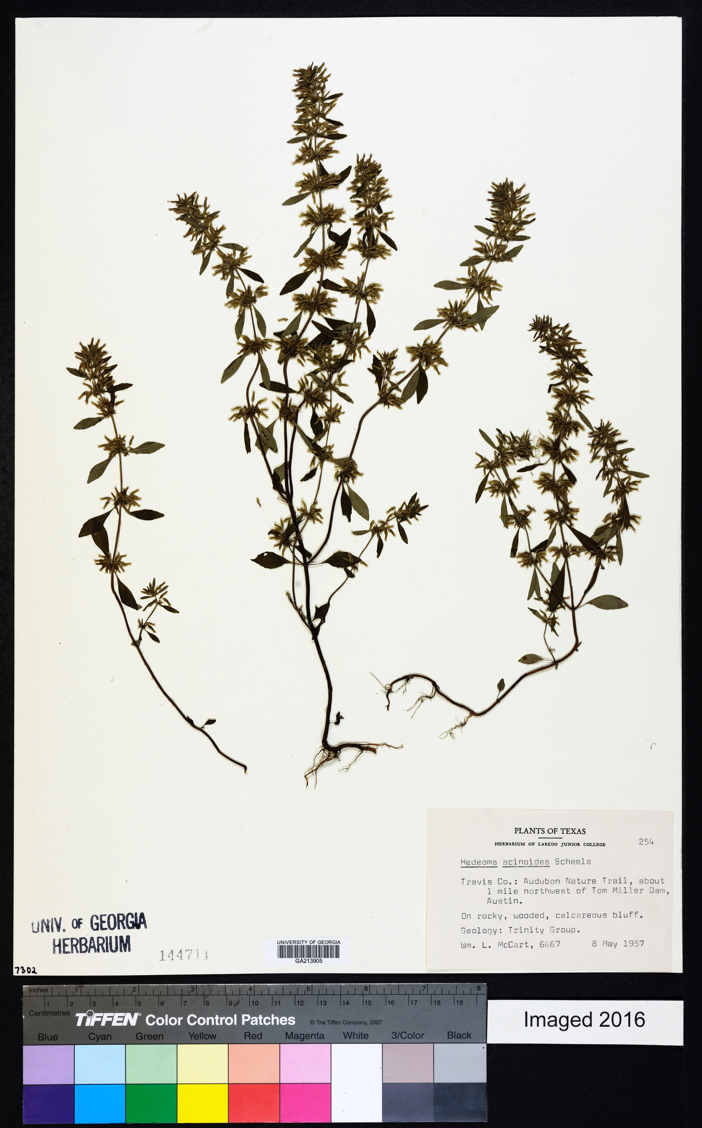 Hedeoma acinoides image
