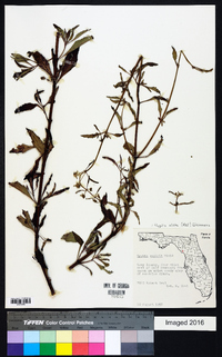 Hyptis alata image
