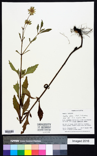 Hyptis alata image