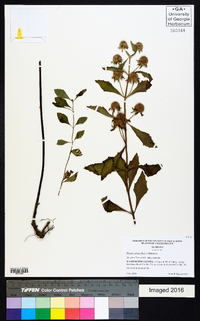 Hyptis alata image