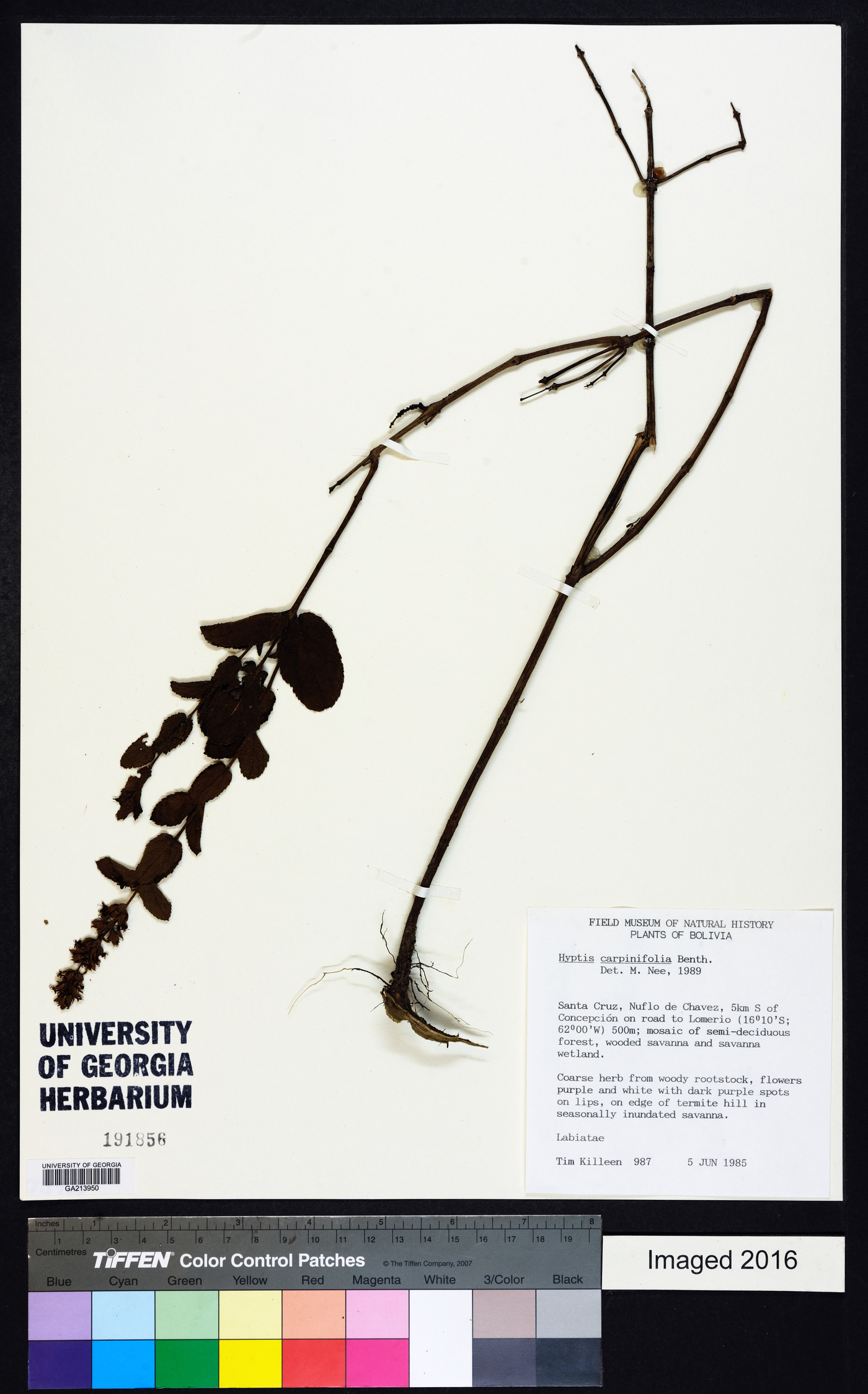 Hyptis carpinifolia image