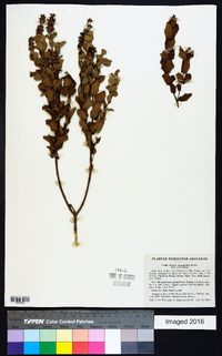 Hyptis carpinifolia image