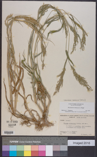 Urochloa ramosa image