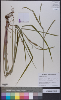 Paspalum laeve image