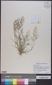 Eragrostis minor image