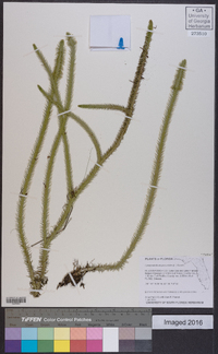 Lycopodiella alopecuroides image