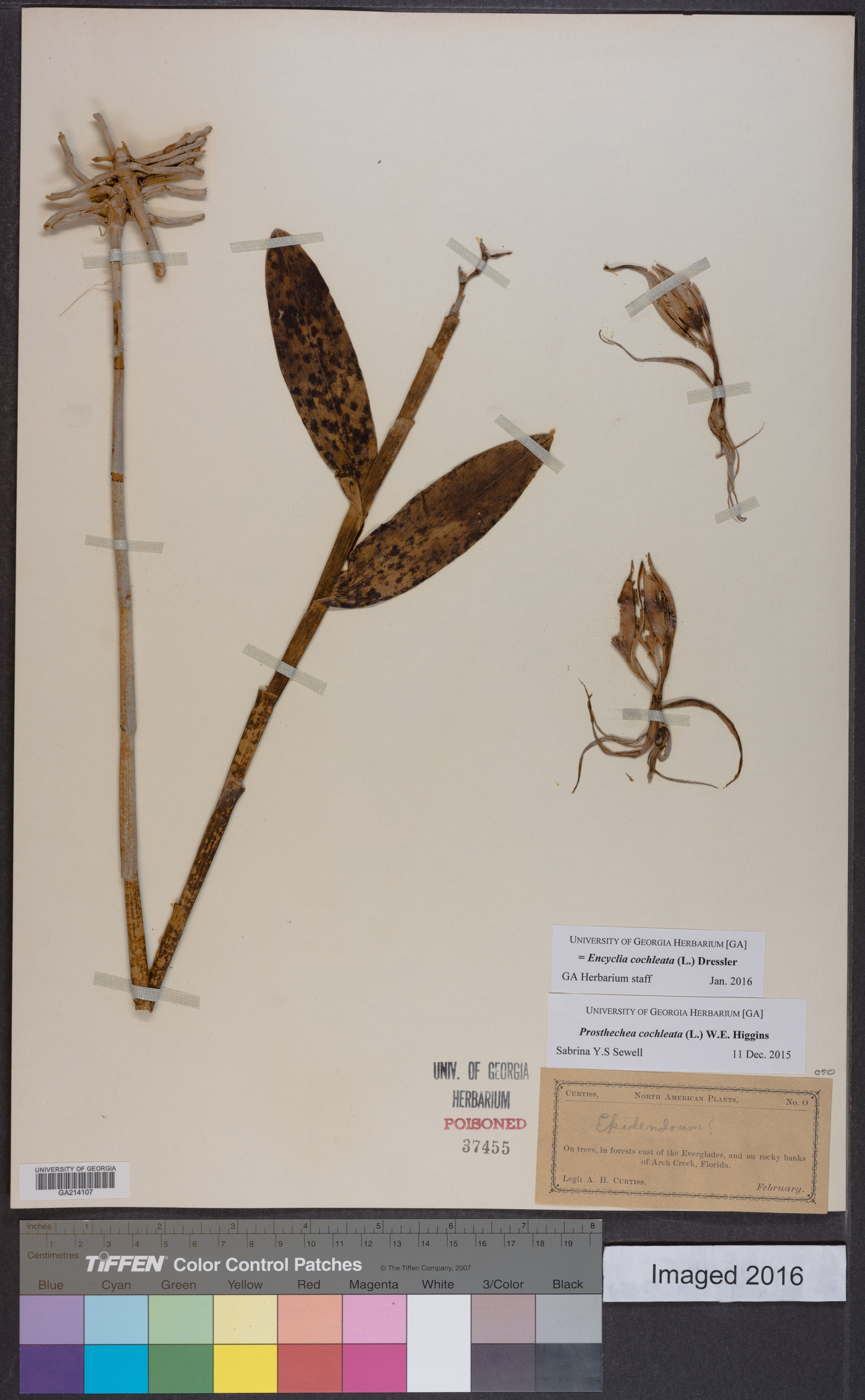 Encyclia cochleata image
