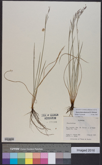 Sisyrinchium atlanticum image