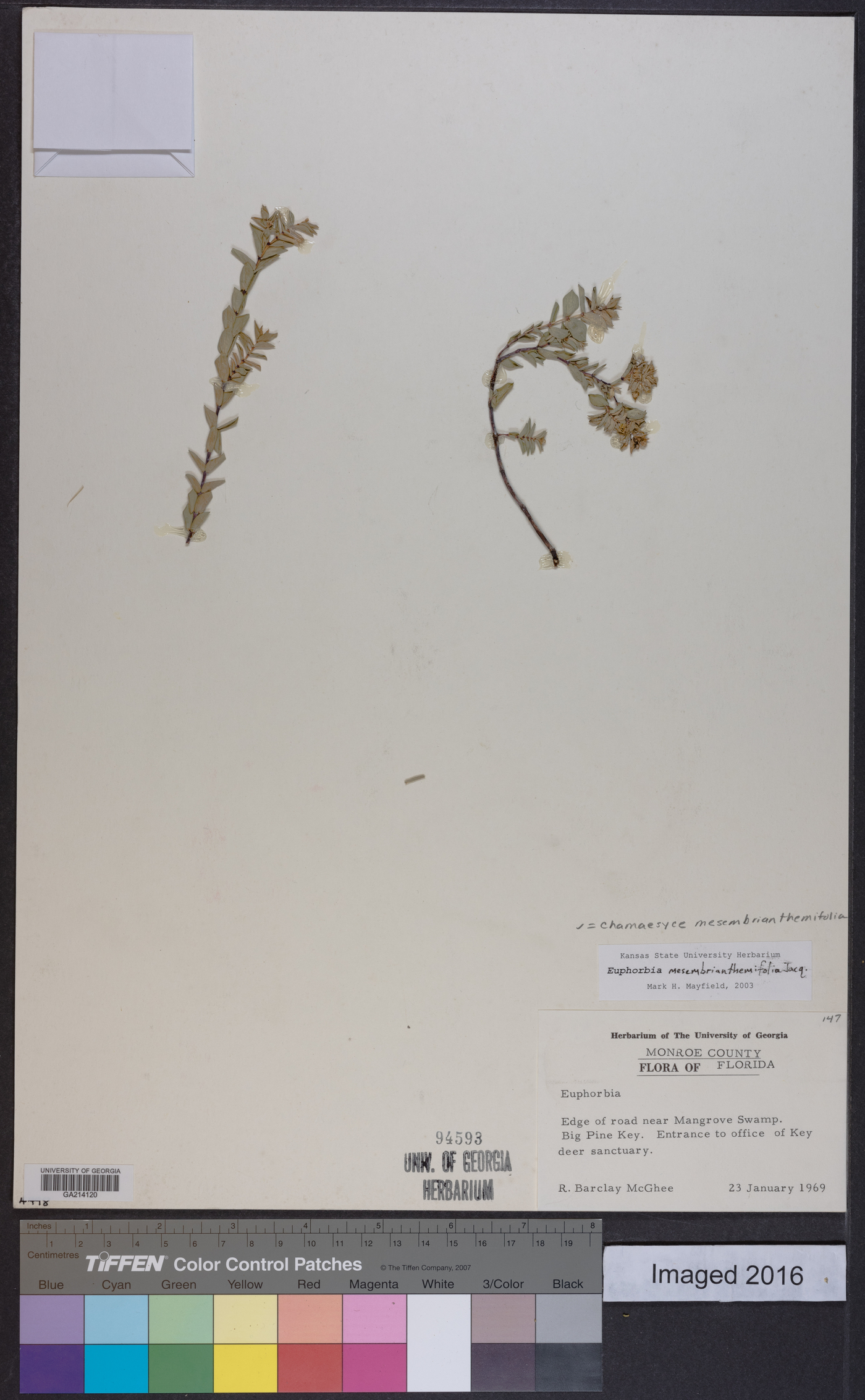 Chamaesyce mesembrianthemifolia image
